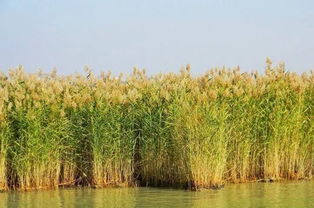 什么的芦苇藤,什么的芦苇填空