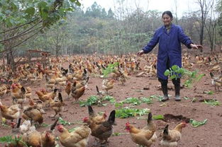 我要养殖。养殖什么最赚钱？