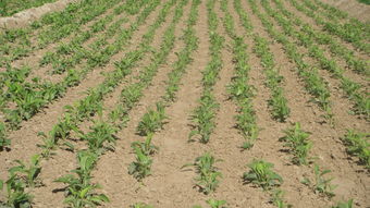 农村种植什么药材最赚钱