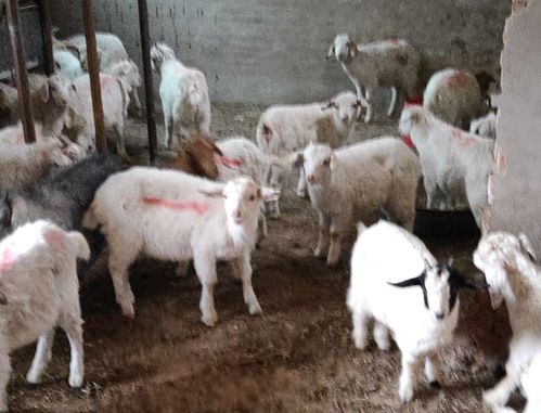 羊肚怎么做好吃又简单视频