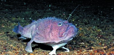 灯笼鱼 鮟鱇鱼,灯笼鱼 彩绘