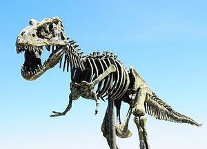 巨的结构是什么