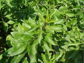 枸杞叶的功效与作用及禁忌，枸杞叶的功效与作用及食用方法