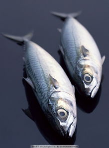 海鱼有哪些品种？