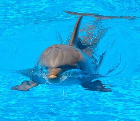 海豚是哺乳动物吗还是鱼类,海豚是哺乳动物吗为什么