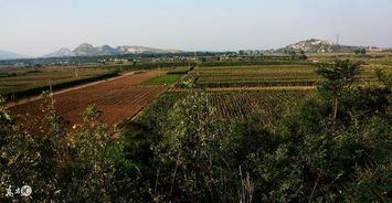 农村实用致富项目