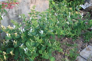 种植什么药材最赚钱农村,药材种植什么最赚钱,成本低