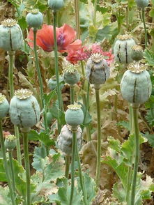 农村种什么挣钱？种植致富20个好项目