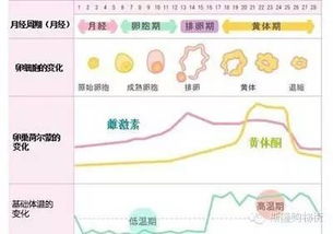 女性生理周期表