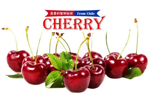 车厘子自由是什么梗？