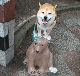 上猫扑大杂烩什么意思