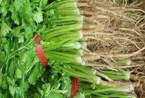 香菜根的功效与作用 香菜根煮水的功效