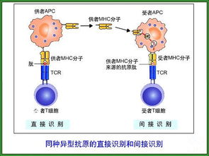 免疫系统的三大功能