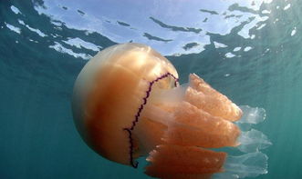 5英尺是多长多宽