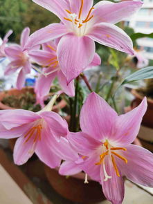 赞美花的句子发朋友圈