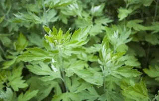 艾叶泡脚的功效是什么？