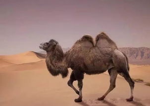 奥丹姆的骆驼坐骑怎么获得