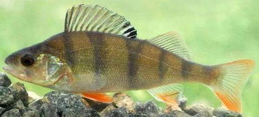 河鲈鱼,河鲈鱼和海鲈鱼哪个好