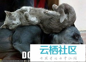 dogpile search,dogpile search engine