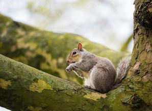 松鼠的尾巴有什么用