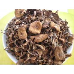 榛蘑图片野生鲜榛蘑