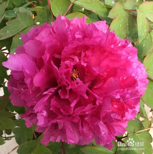 盆栽牡丹花的种植和养护