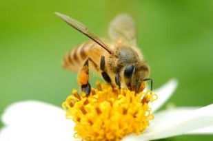 蜜蜂的寿命是多少天