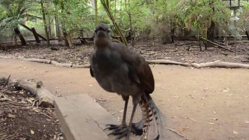 中国那里分布有琴鸟