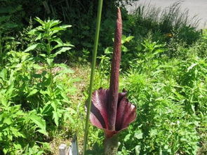 蒟蒻是什么东西？多吃好吗？