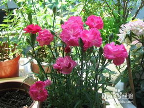 康乃馨代表的寓意是什么？