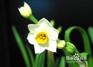 适合鱼池里养的水植物