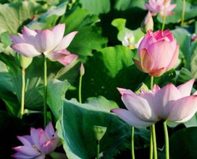 莲花象征的意义