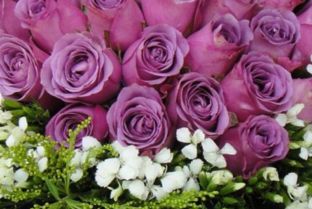 16朵玫瑰代表什么意思