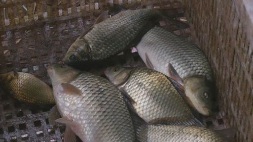 淡水养殖什么鱼好养利润高,淡水鱼养殖技术和管理