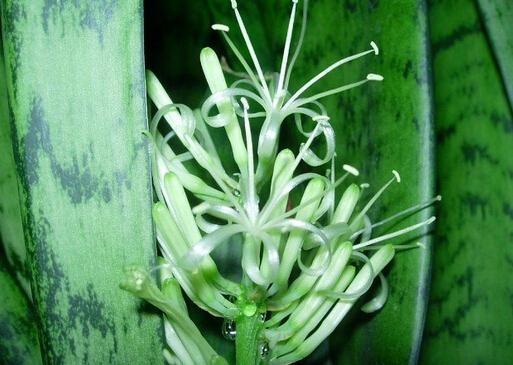 虎皮剑开花吗图片