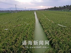 中国农业科技推广app,农业技术推广