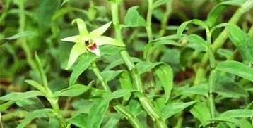 铁皮石斛的作用与功能主治