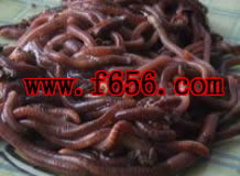 怎么养蚯蚓生长速度快些