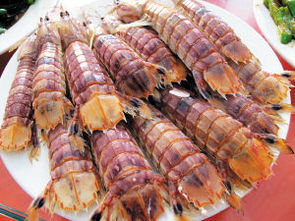 撒尿虾是什么？会撒尿？