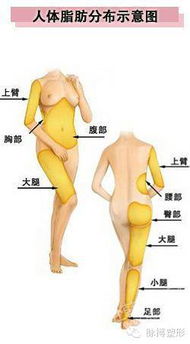 怎么计算体脂率女生