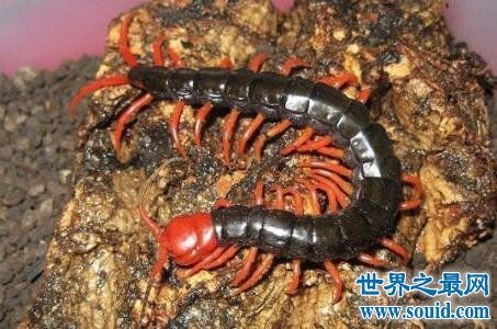 世界上毒性最大的蜈蚣是什么蜈蚣
