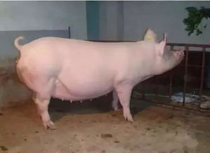 养母猪技巧