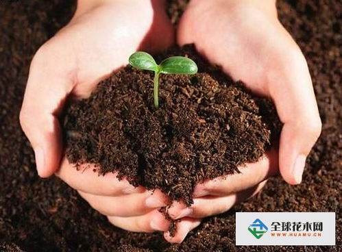 营养土的制作方法简单，养花营养土的配制方法