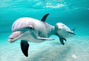 海豚是哺乳动物吗还是鱼类,海豚是哺乳动物吗为什么