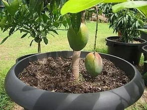 芒果的种植方法盆栽视频教程