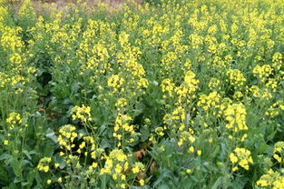 油菜花歌曲原唱