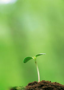 嫩芽造句四年级