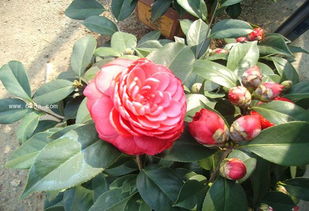 茶花的养殖方法和注意事项 盆栽