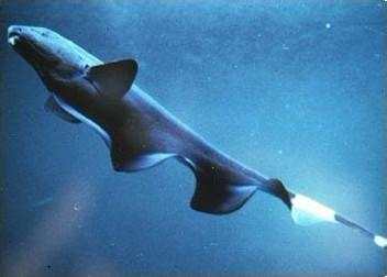 为什么电鳗会放电？