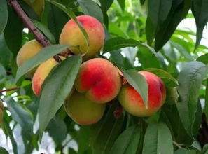 梦见桃子树上有很多桃子还摘着吃